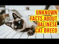 Balinese Cat Breed 101 10 Interesting Facts All Cats
