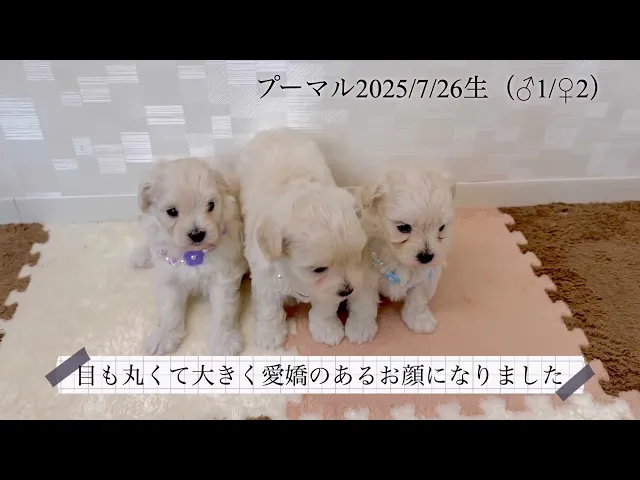 動画