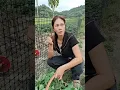 Lagu Mau ketawa takut dosa video lucu bikin ngakak hiburan warga+62 viral video funny videos birds shorts