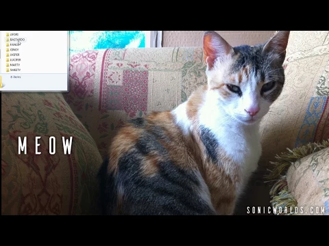 Meow - Cat Vocal Library Showcase