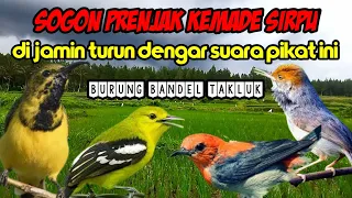suara pikat sogon prenjak kemade sirtu paling ampuh dan di cari para pemikat a21