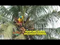 Download Lagu Wajit Cronuts, overheerlijk! | THE BALD MAN'S TRAIL (07-10-2025)