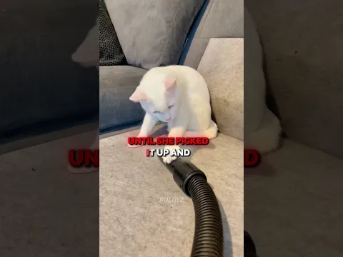 Cat 🐈 Mistakes Vaccum Cleaner As Snake 🐍 Cat Tries To Play With Vaccum Cleaner #guessthesong #shorts
