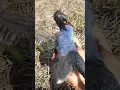 Download Lagu MENANGKAP‼️ BURUNG AYAM AYAMAN MENGUNAKAN PANYCING. #burung #shorts