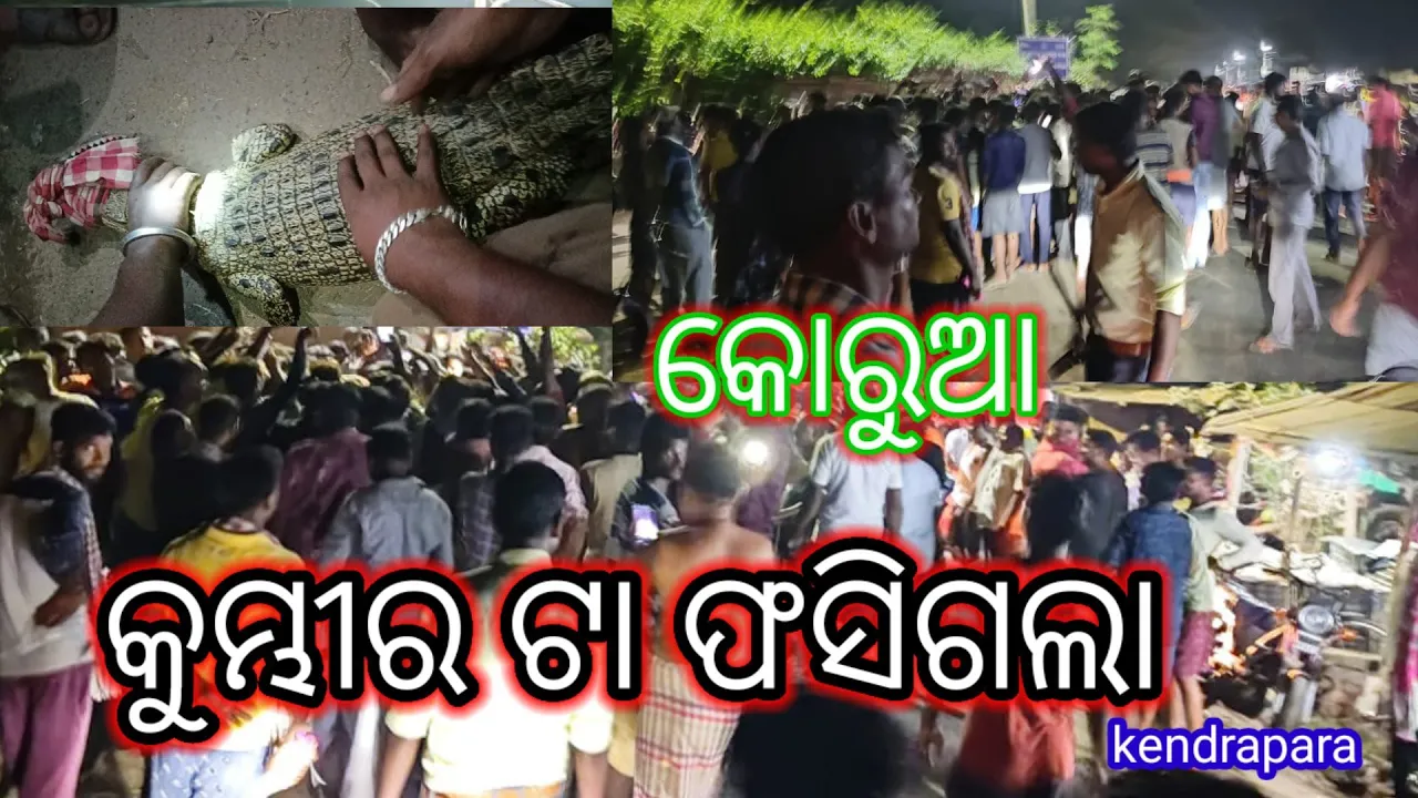 କୁମ୍ଭୀର ଟା ଫସିଗଲା//korua//odia//bkm vlogs🙏🙏🙏🙏