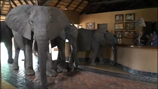 Download Watch These Elephants Walking Through African Safari Lodge | Real Biz with Rebecca Jarvis MP3