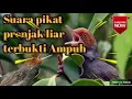 Download Lagu Suara pikat Prenjak liar,terbukti Ampuh💯%
