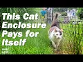 How These Cats Got Their Awesome Wish