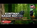 Download Lagu 🔴 Masteran Kasar Kuntinan Panjang Panjang Cucak Cungkok Gacor vs Srigunting Abu Abu Gacor