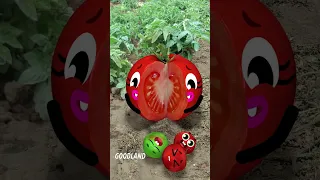 Goodland Tomato Birth In The Field Doodles Animation Cartoon 