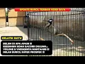 Download Lagu ALASAN BURUNG INI SAYA REKOMENDASIKAN❗ GAK USAH TUNGGU BESOK BARU BELI UDAH BISA GACOR❗
