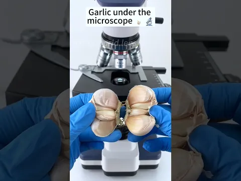 लहसुन under the microscope 😱🔬 #shorts #facts #microscope