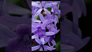 ارح سمعك فضيلة الشيخ علي جابر رحمة الله لايكلف الله نفسا إلا وسعها قرآن 