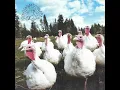 Download Lagu Turkey - Clock Tower (full album)