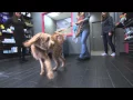 Dogtopia