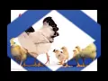 Download Lagu Lagu Anak Ayam Tek Koktek😄