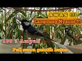 Download Lagu Awas Langsung nyauut 100 % ampuh untuk pancingan gelatik || full suara gelatik hutan || birdsounds