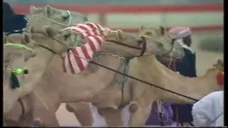 شيلة   سباق الشيخ عبدالله عام        راسها يصبغ من المله زعفران الشام شكليني     دندنها
