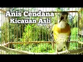 Lagu Anis Cendana Kicauan Memanggil Lawan