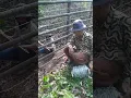 Download Lagu Pemasangan Kawat Duri