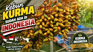Kebun kurma Wonogiri jawa tengah #kebunkurma #kurma #kurmamuda #promilsehat 