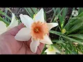 Download Lagu Part 4 Bunga Tulip berwarna-warni di Araluen Botanical Park di Australia di Musim Semi 2025