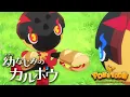 Download Lagu 【公式】ポケモンアニメ「幼なじみのカルボウ」【POKÉTOON】