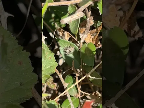 Spiders of Montenegro #spider #montenegrospiders