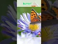 Download Lagu Kupu kupu untuk anak #edukasianak #butterfly #carikepiting