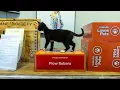 Flow Subaru Burlington Supports Local Pet Adoption