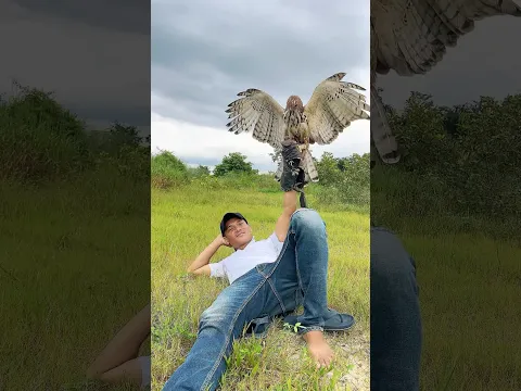 He Lies Back While a Powerful Raptor Takes Over the Sky! 🦅🔥