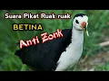 Download Lagu suara pikat Ruak ruak betina ngekek panggil jantan