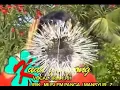 LAGU ACEH - kuah gampong
