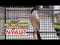 Download Lagu suara cendet gacor Toet Toet ISIAN MEWAH PANCINGAN CENDET AGAR BUNYI jadikan BURUNG PENTET GACOR DOR