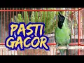 Download Lagu JAMINAN segala JENIS cucak ijo PASTI GACOR dan EMOSI dengan Pancingan ini