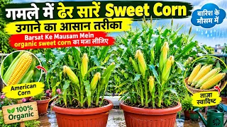 How To Grow Sweet Corn In Pot 🌽  Gamle Me Dher Sare Bhutte / Corn Ugane Ka Asan Tarika