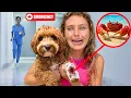 My DOG was ATTACKED at the BEACH Will He Be OKAY
