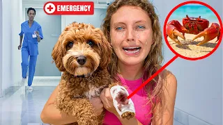 My DOG was ATTACKED at the BEACH Will He Be OKAY