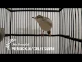 Download Lagu APapun PRENJAK KLIK || Prenjak SAWAH Mesti NYAUT ikutan GACOR NEMBAK Panjang dengan Pancingan ini