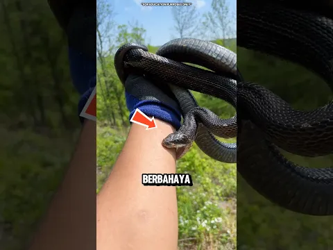 Ini Alasan Bayi Ular Lebih Berbahaya‼️😱