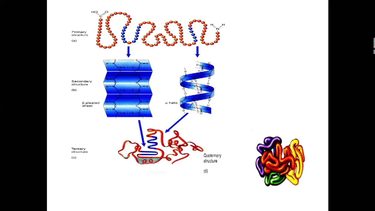 Bioinformatics III Chou Fasman method Secondary structure prediction part 1 15062020