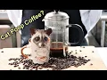 Hoe ik thuis Kopi Luwak-koffie maakte 🤯