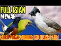 Download Lagu masteran kutilang gacor full isian murai batu _ cucak ijo