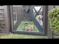 Time to adopt a dog Palm Beach County s Animal Care shelter is overcapacity Here s why