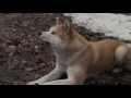 AFFIRM Films Presents: Hachi: A Dog's Tale