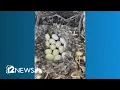 Camp Verde deputies protect nesting duck shut down part of road
