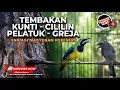 Lagu 🔴 Live Masteran Kunti Pelatuk Cililin Kombinasi Greja Materi Cucak Cungkok Gacor vs Srigunting Abu