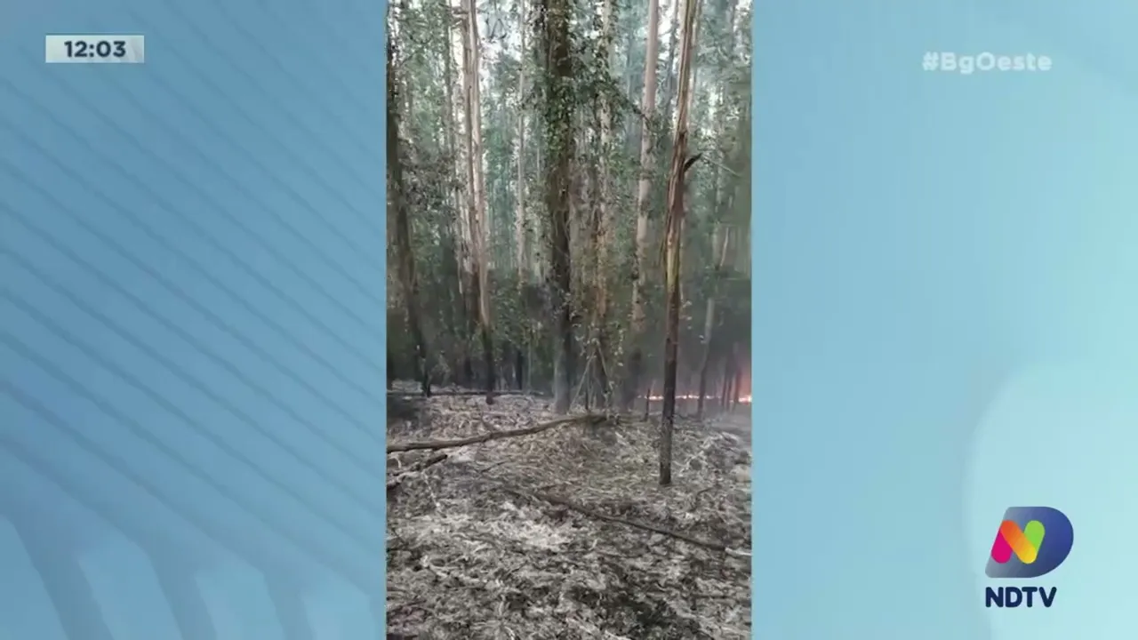 Bombeiros trabalham mais de 15 horas para combater incêndio florestal no Oeste
