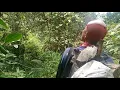 Download Lagu mencari burung cucak kopi di lereng gunung semeru