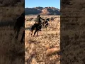 Download Lagu Rope that Horse! #cowboy #rope #horse #viral #awesome #catch